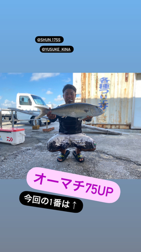 アオチビキの釣果