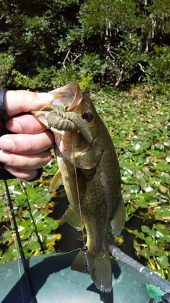 ブラックバスの釣果