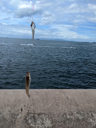 キスの釣果