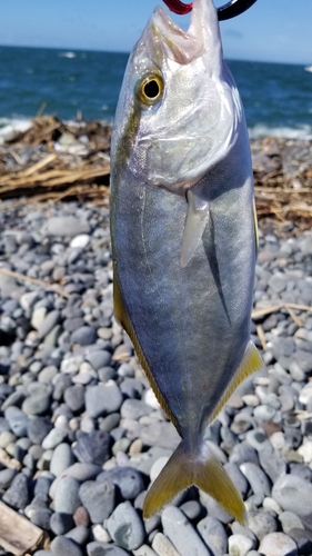 ショゴの釣果