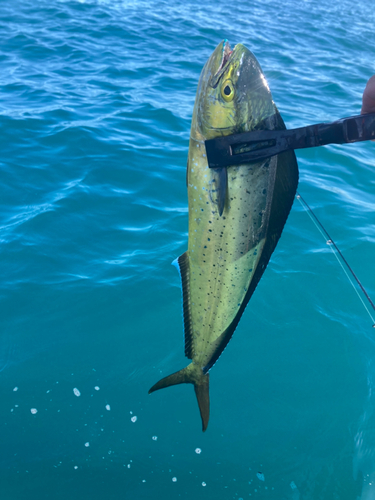 シイラの釣果