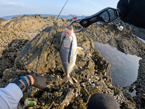 カンパチの釣果