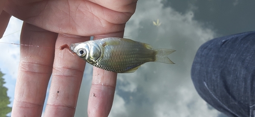 フナの釣果