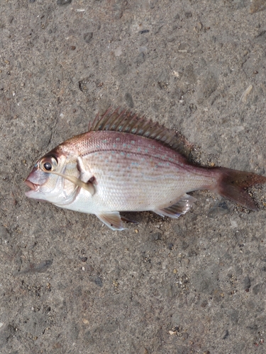 コダイの釣果