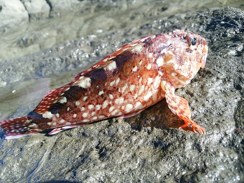 カサゴの釣果