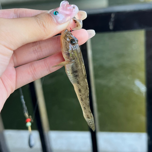 マハゼの釣果