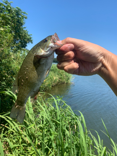 スモールマウスバスの釣果