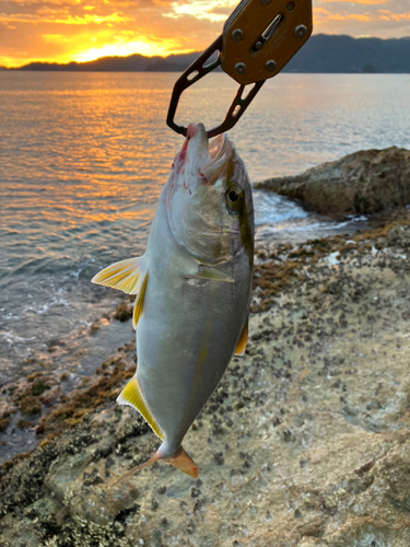 カンパチの釣果