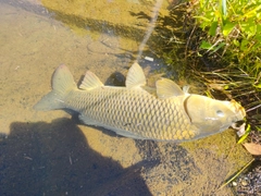 コイの釣果