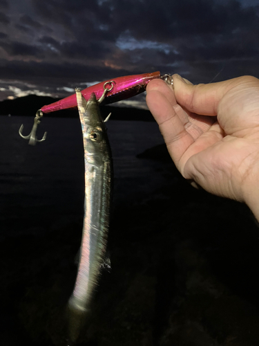 カマスの釣果