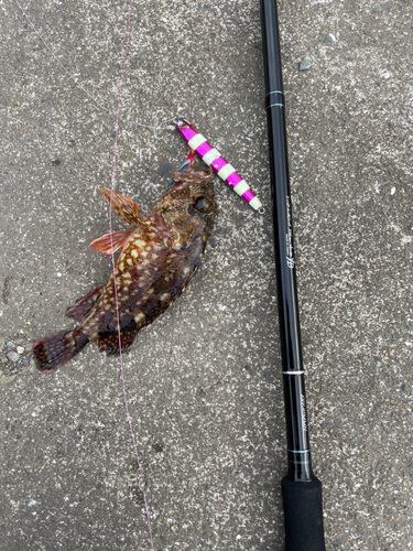 アラカブの釣果