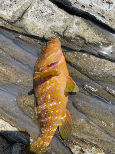 アコウの釣果