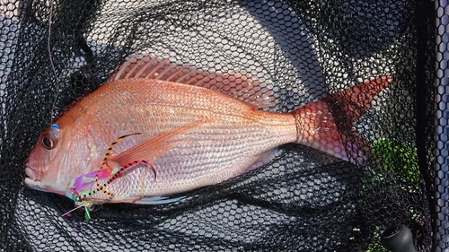 マダイの釣果