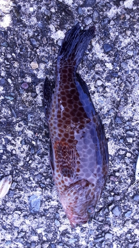 オオモンハタの釣果