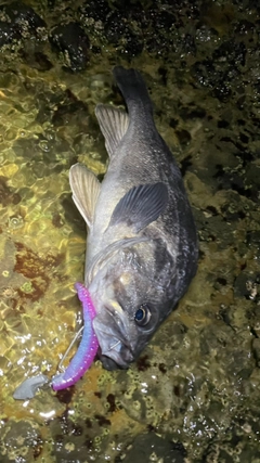 クロソイの釣果