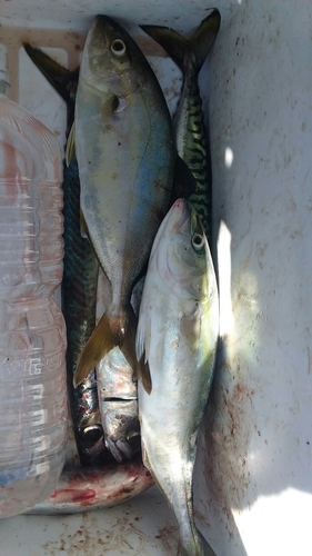 ショゴの釣果