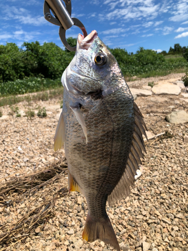 キビレの釣果