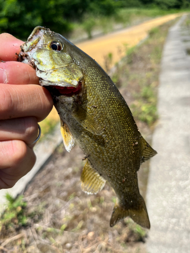 スモールマウスバスの釣果