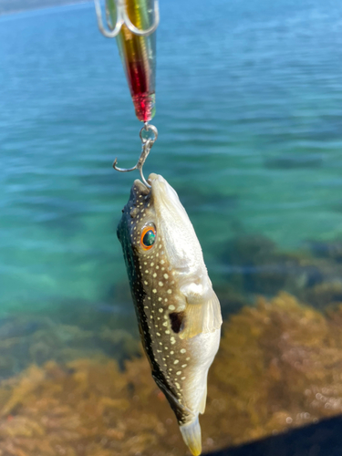 クサフグの釣果