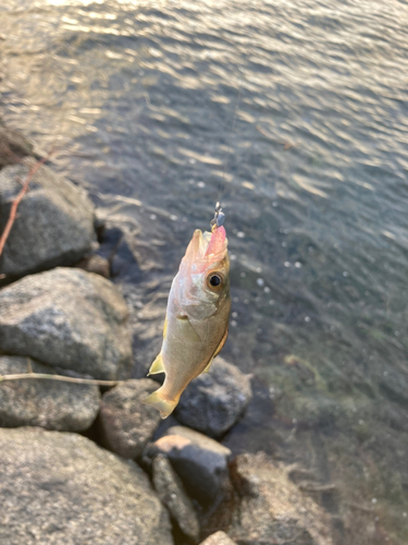 セイゴ（マルスズキ）の釣果