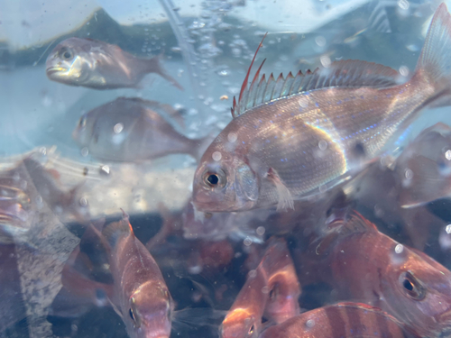 チダイの釣果