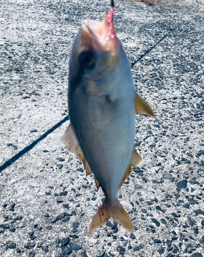 カンパチの釣果