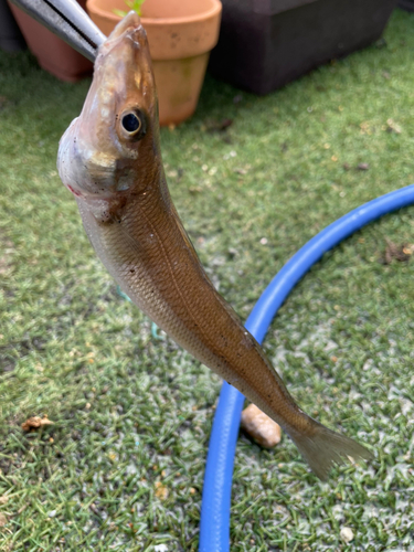 シロギスの釣果