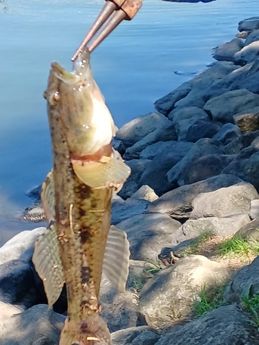 マハゼの釣果