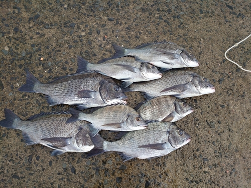 チヌの釣果