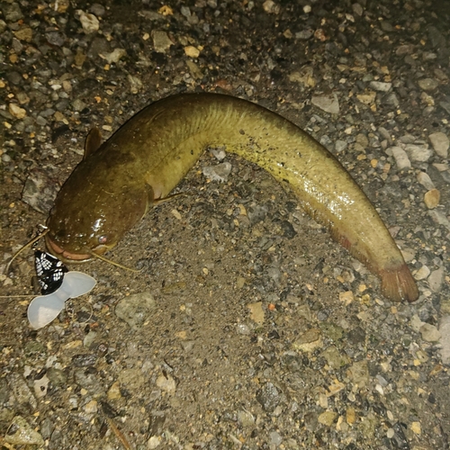 ナマズの釣果