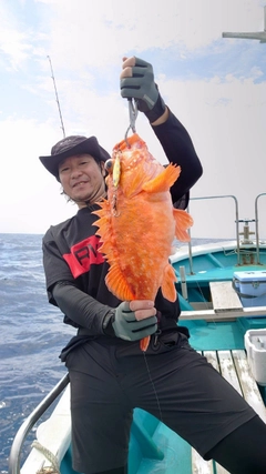 ウッカリカサゴの釣果