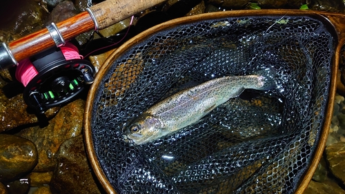 ニジマスの釣果