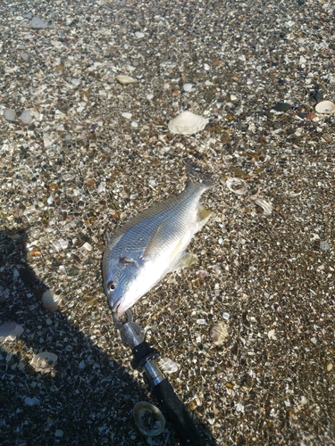 キビレの釣果