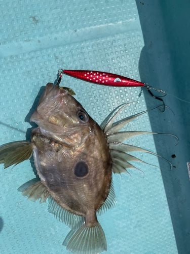 マトウダイの釣果