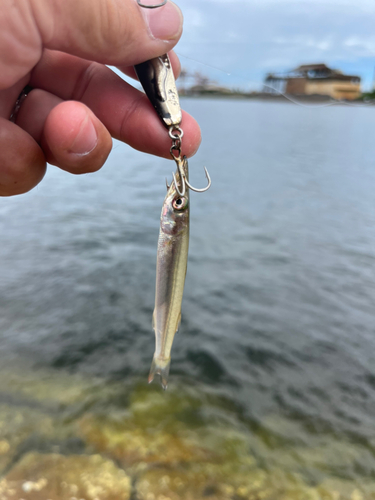 カマスの釣果