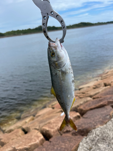 ツバスの釣果