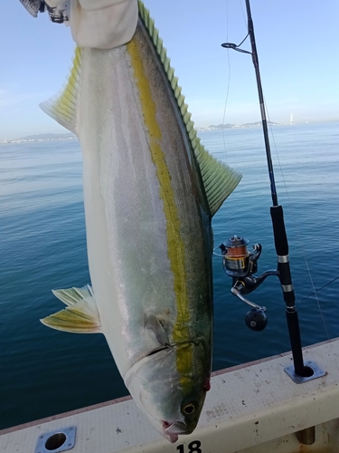 ハマチの釣果