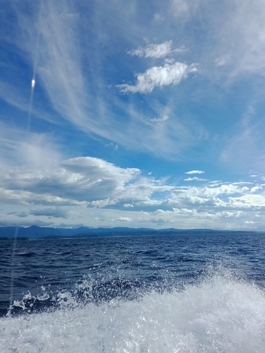 シロイカの釣果