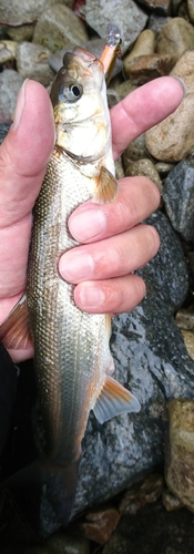 ウグイの釣果