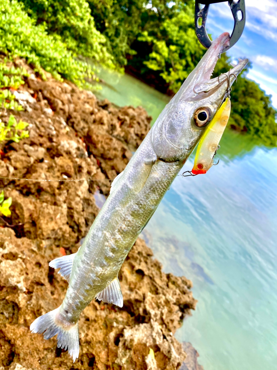 オニカマス