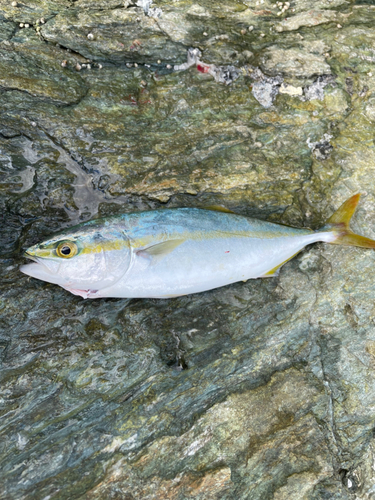 ツバスの釣果