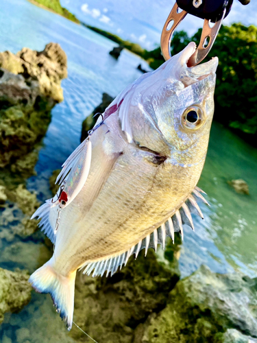 ミナミクロダイの釣果