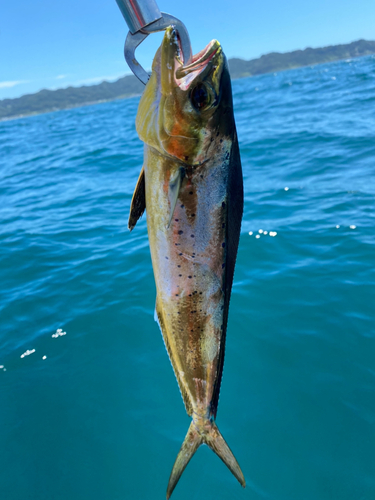 釣果