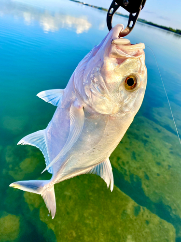 ロウニンアジの釣果