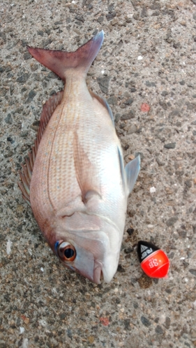 マダイの釣果