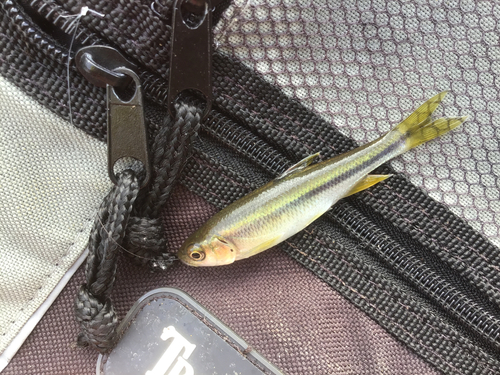 カワムツの釣果