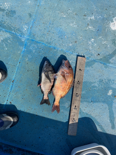 クロダイの釣果