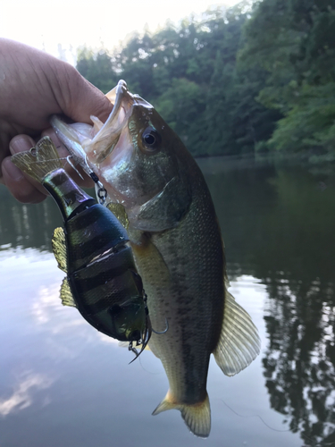 ラージマウスバスの釣果