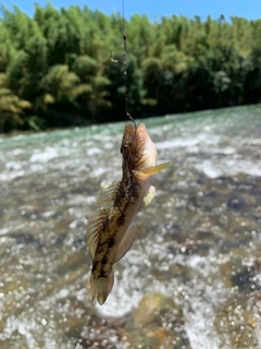 ヨシノボリの釣果