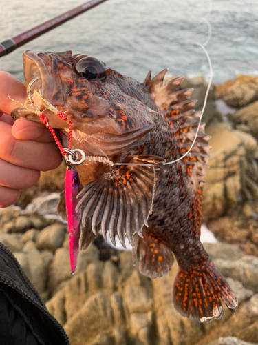 オウゴンムラソイの釣果